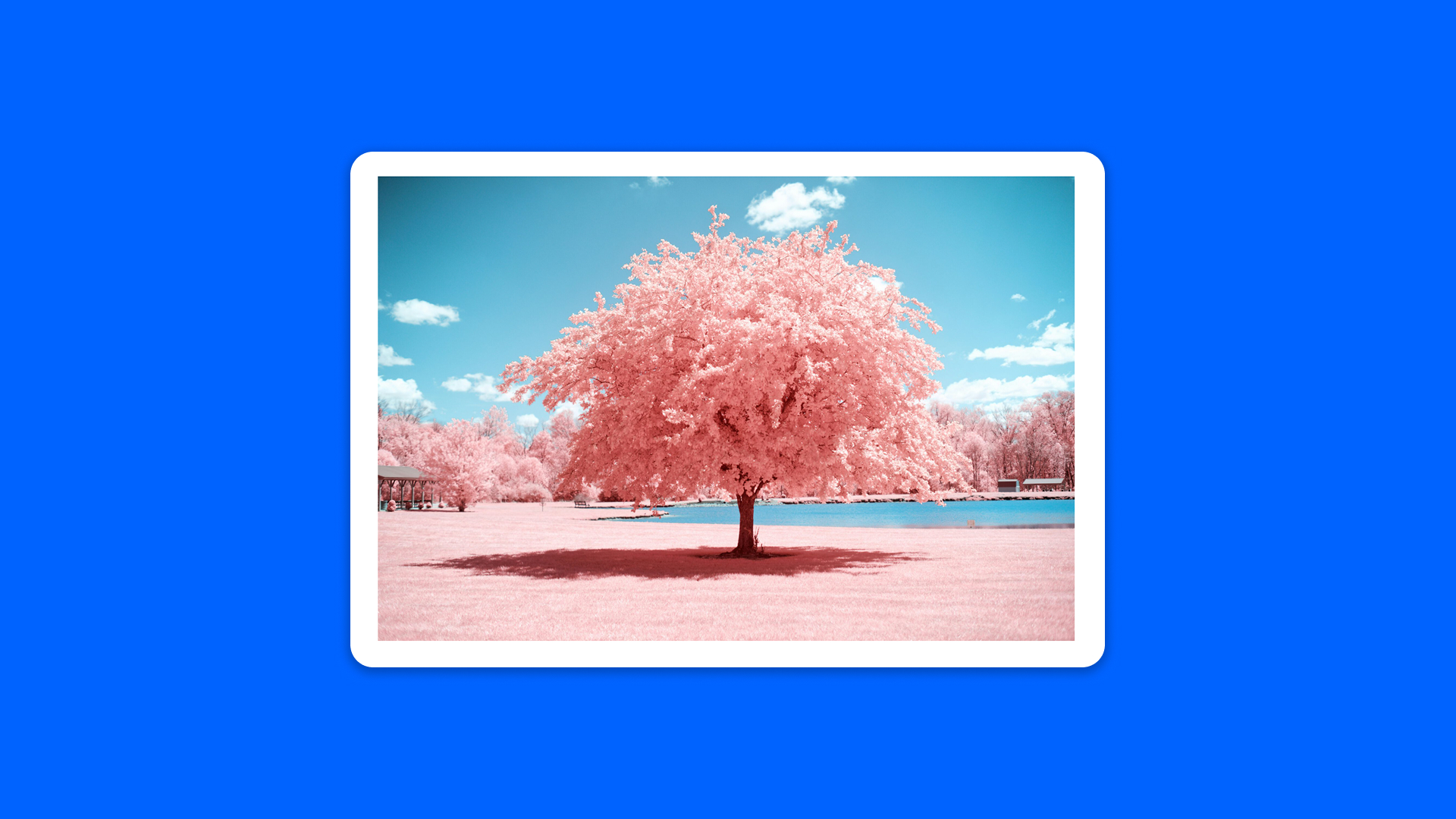 The image field